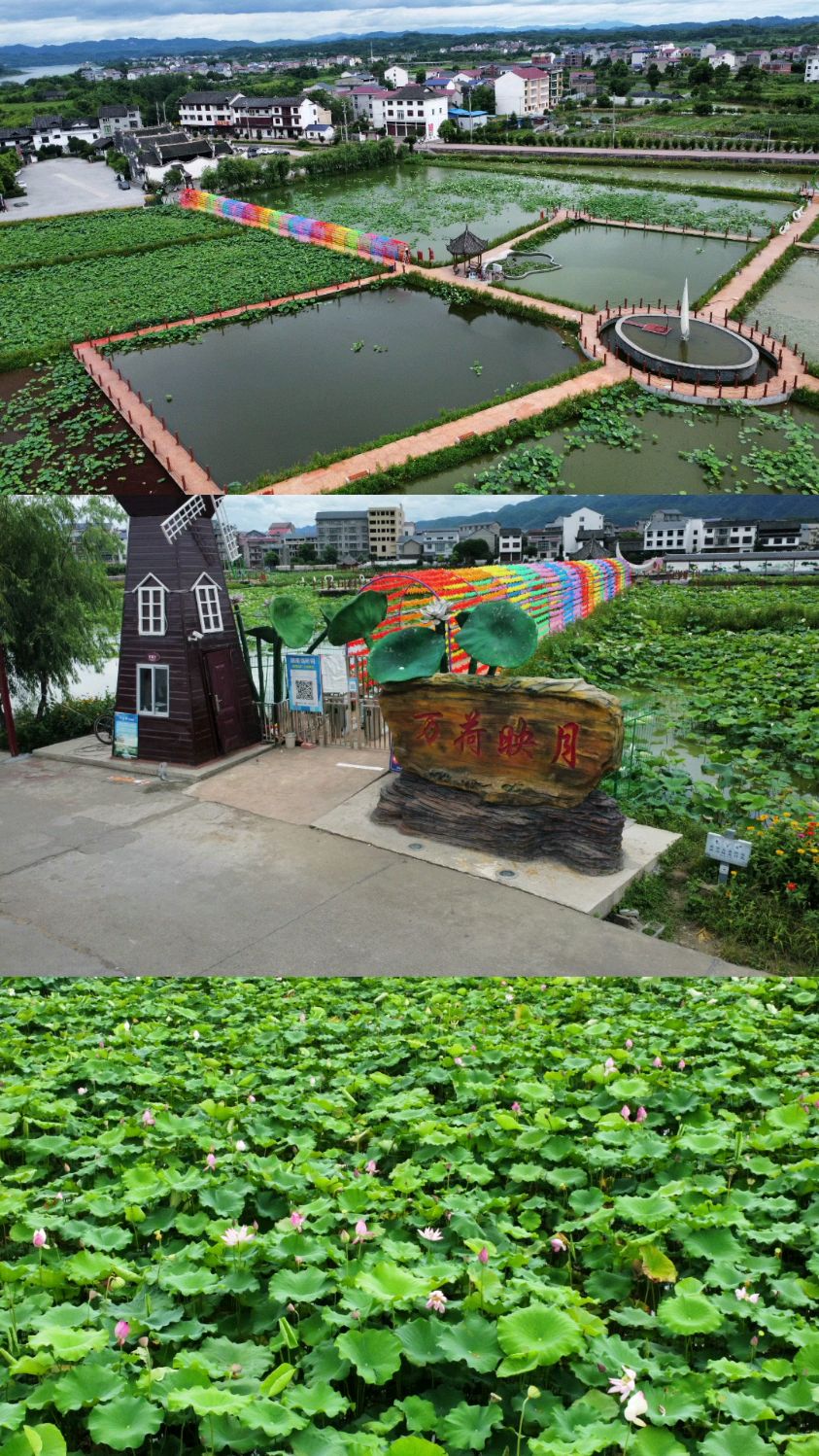 浦市古镇万荷园中的荷花太漂亮了吧.