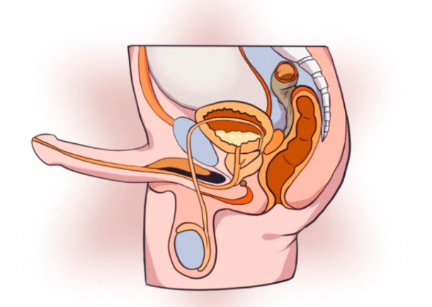 爱爱的时候憋尿,更容易高潮?