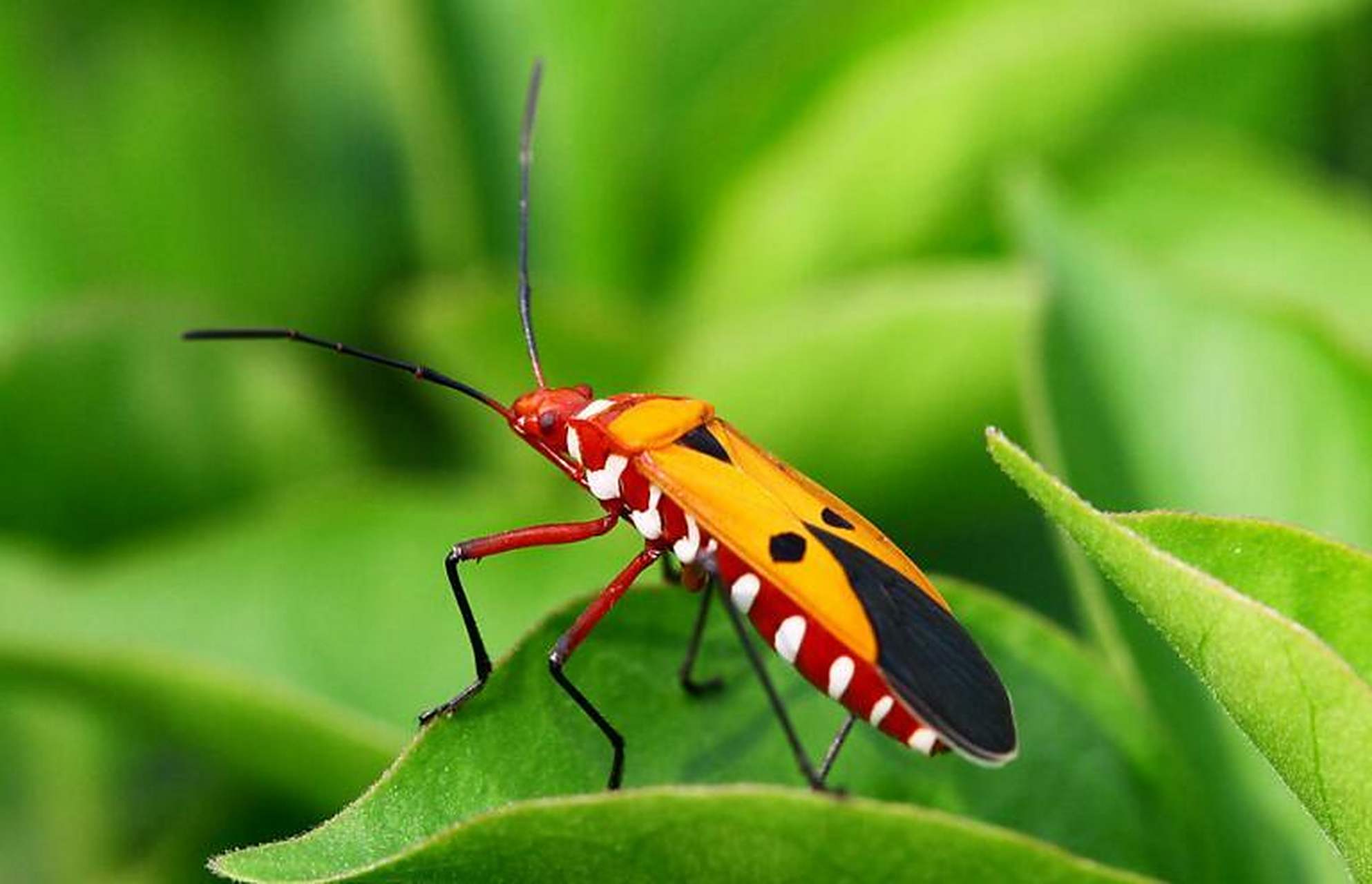 每天认识一种昆虫——红蝽 红蝽是昆虫纲半翅目红蝽科昆虫的统称,全