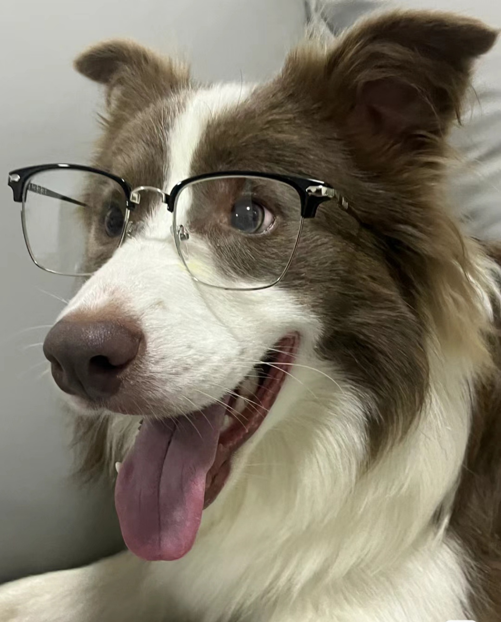 见过戴眼镜最帅的狗狗98
