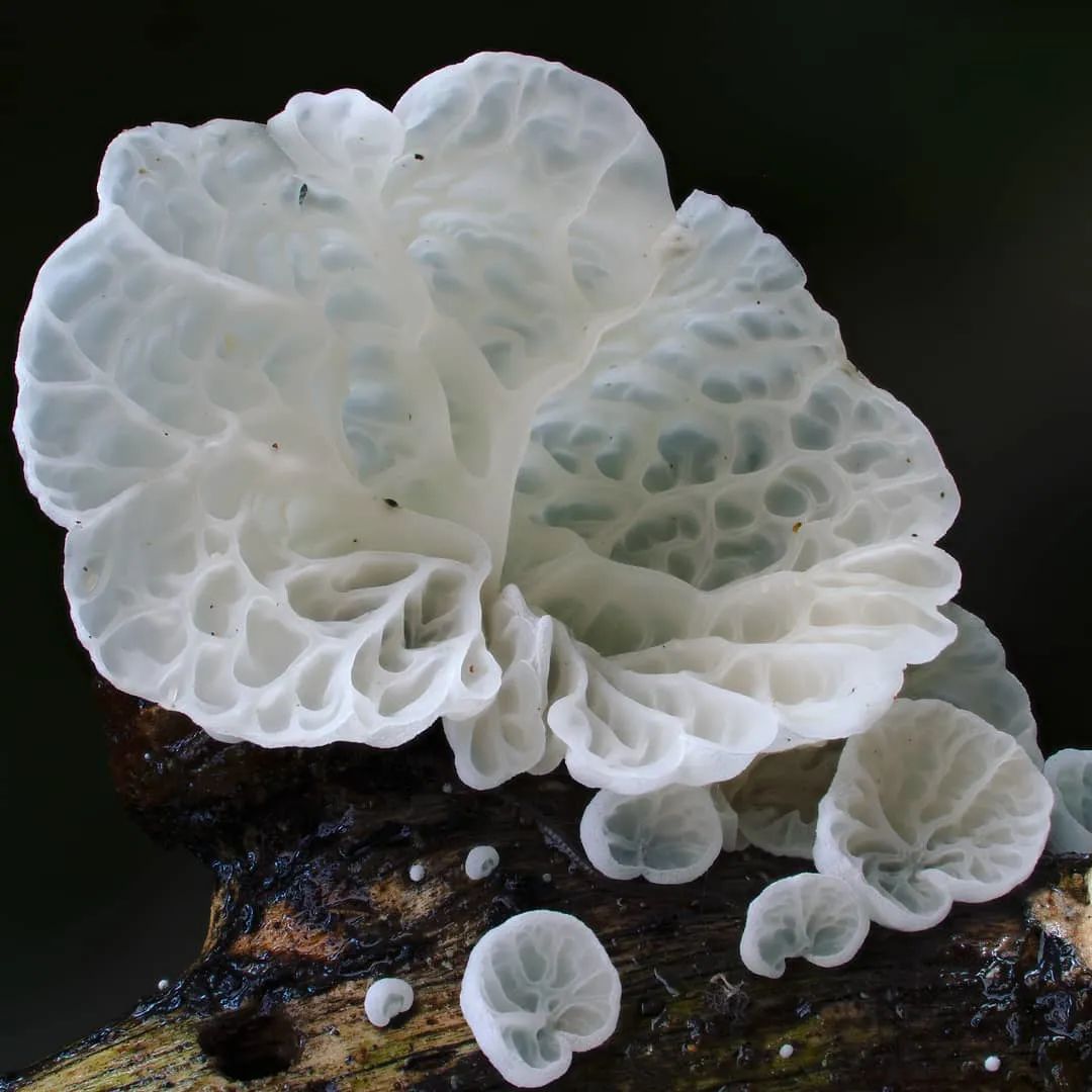 在真菌摄影师史蒂夫·阿克斯福德镜头下,我们有幸看到了各种长相奇特