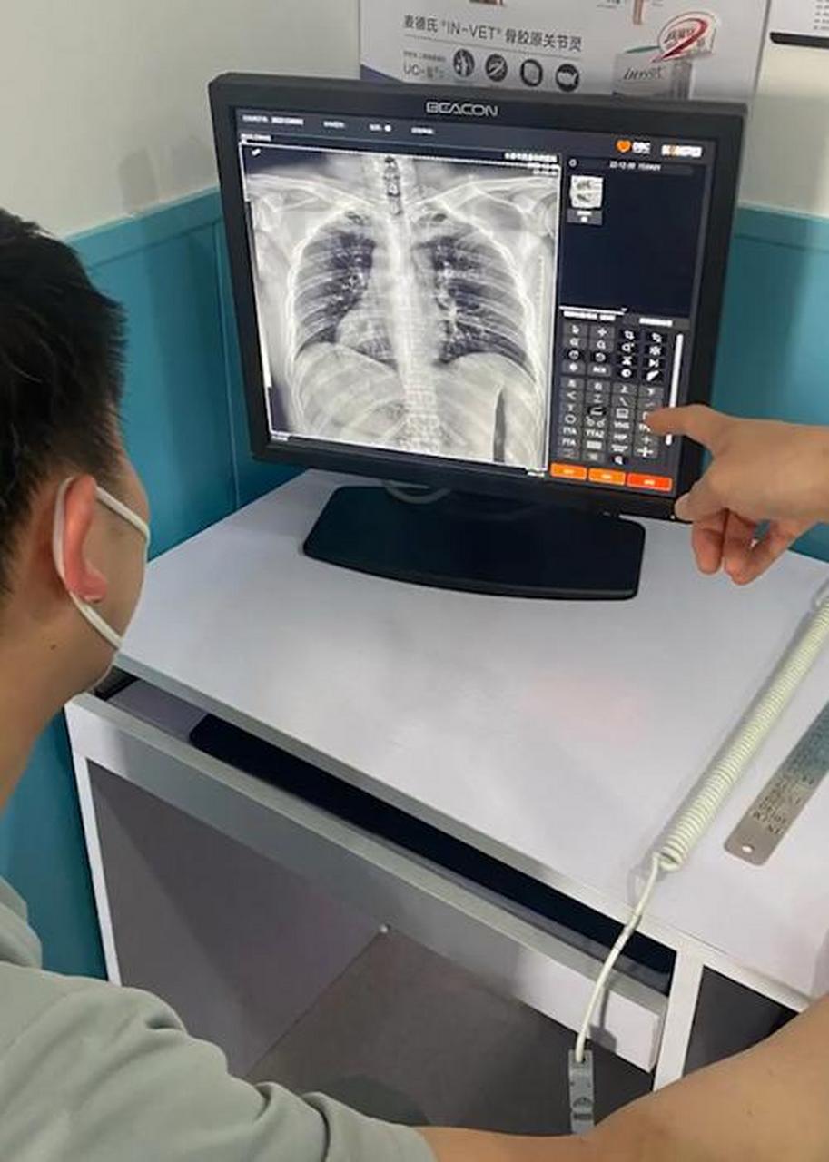 近日,宠物医生跨界给咳嗽员工拍胸片查白肺,网友:这是一百多斤的灵长