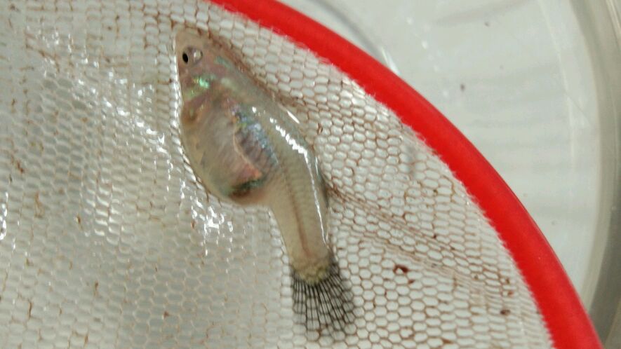 孔雀鱼怎么区分就快生小鱼了,完全没有过滤系统的养鱼
