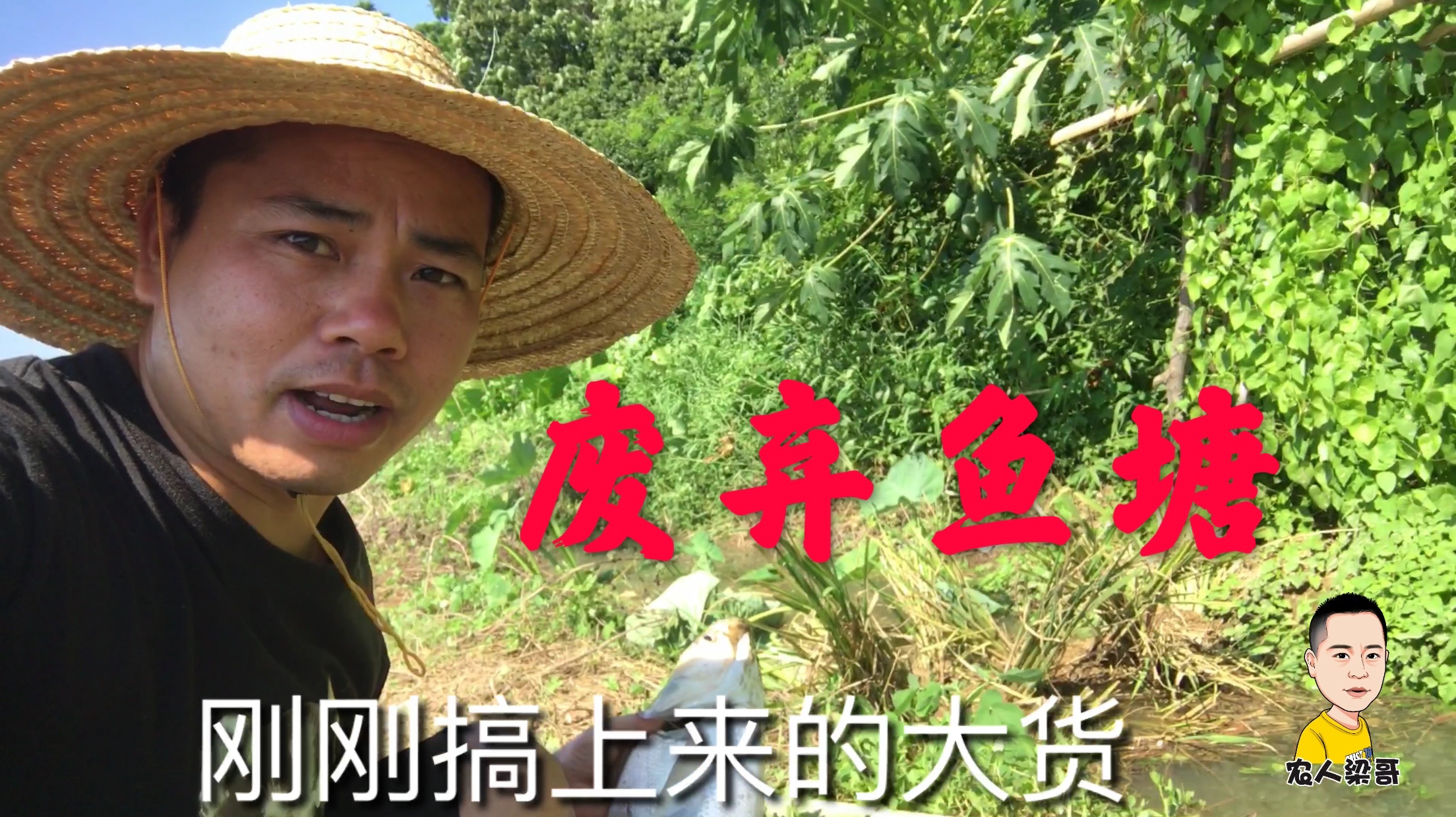 把废弃鱼塘抽干灌溉农田,居然里面隐藏了十几斤的大白鲢,赚大了