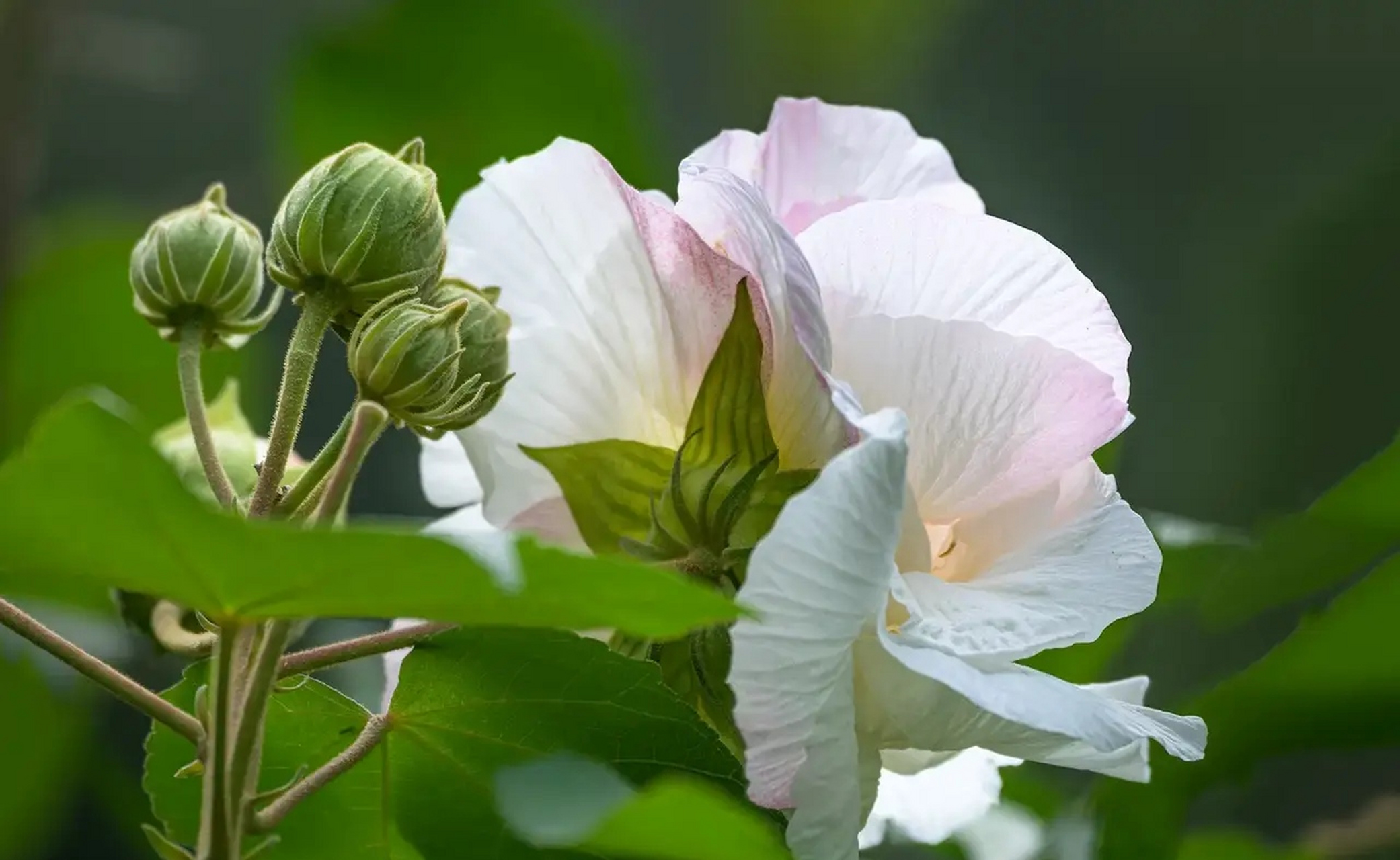 漂亮木芙蓉花#摄影# #中国美景大赏# #冬天的第一张照片