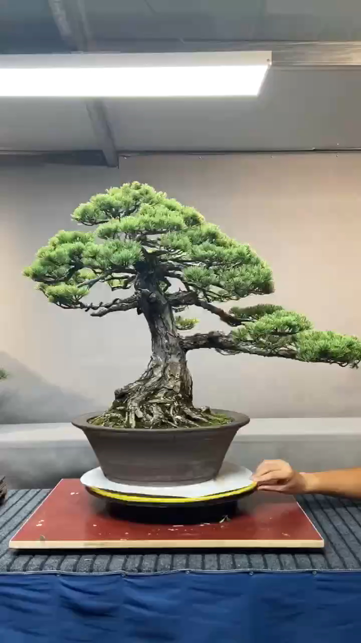 精品金针大阪松