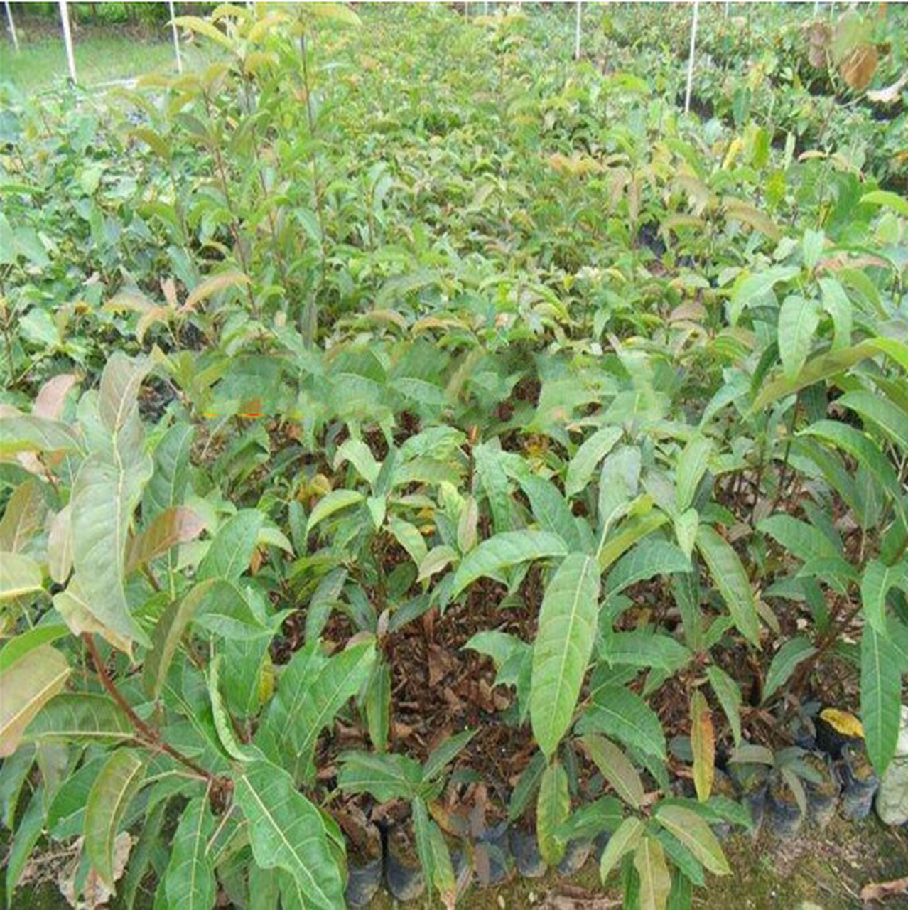 黄桷树,又称黄葛树,是重庆,贵州等地的市树,也是中国西南地区和缅甸