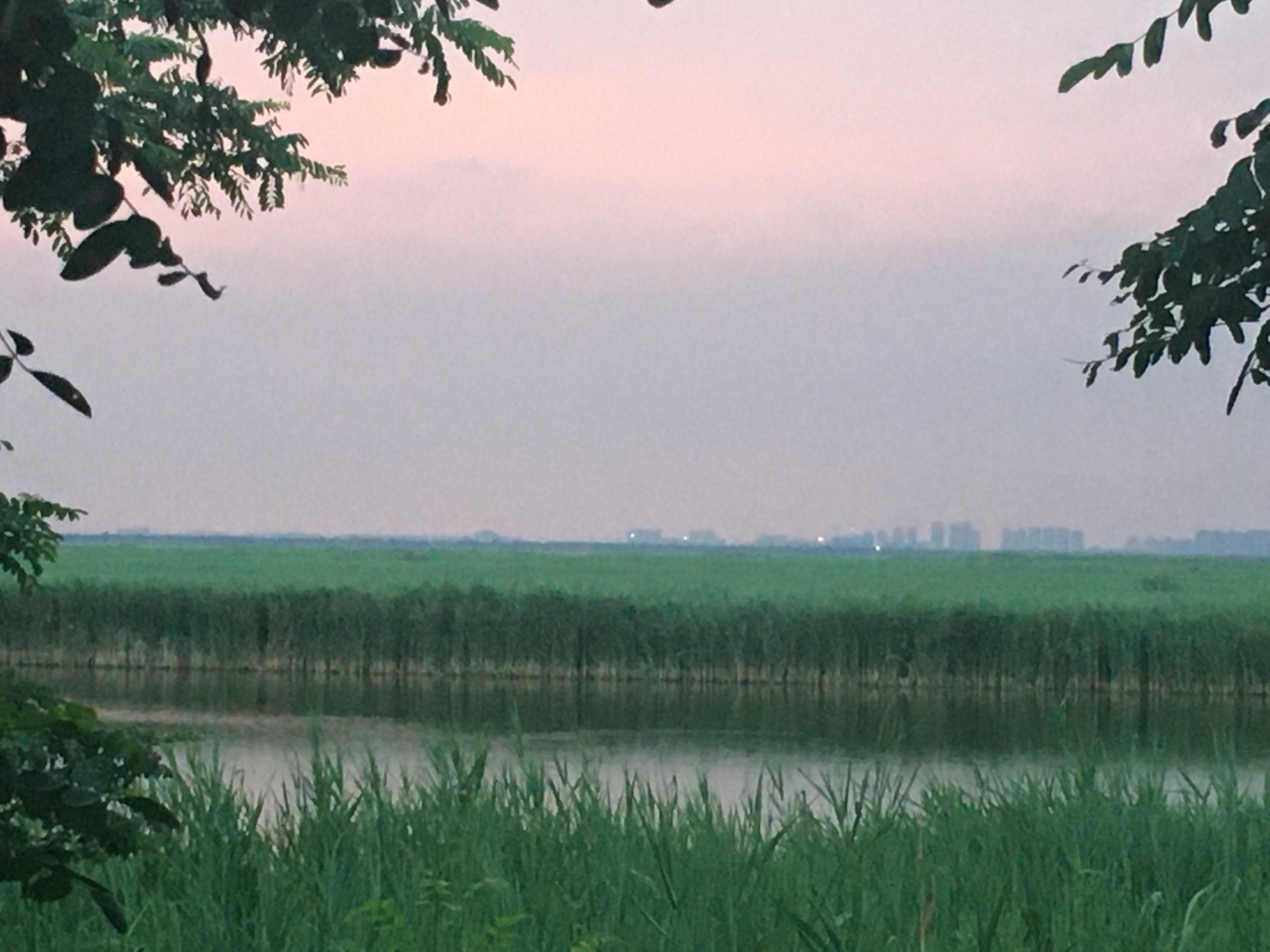 团泊湖墅的风景