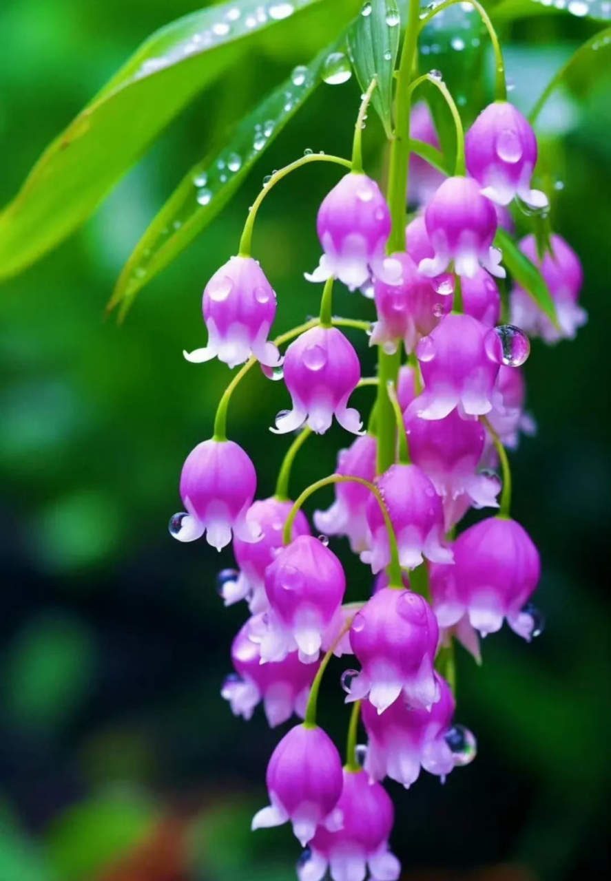 铃兰花儿开,烂漫天真,美到心醉了!好喜欢这一抹的色彩 .