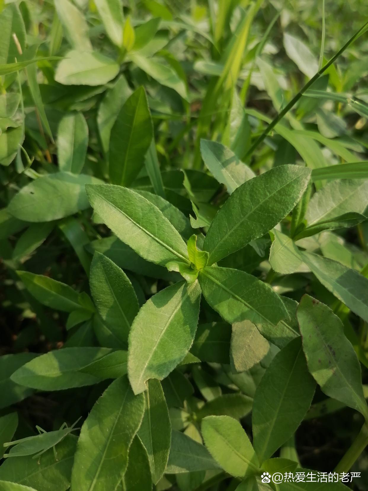 这是世界上十大恶草之一,农村随处可见,基本上无法灭绝,农民对它深恶