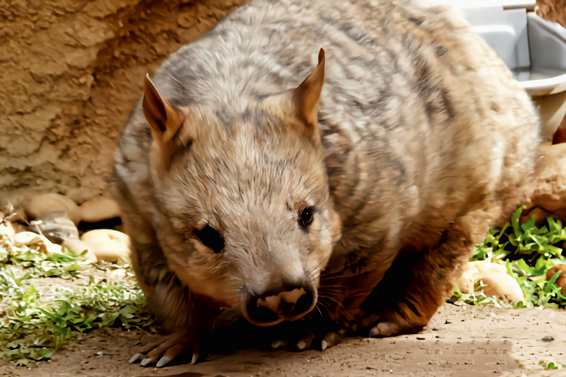 每天认识一种动物——宽鼻袋熊 宽鼻袋熊别名南部毛鼻袋熊生活在