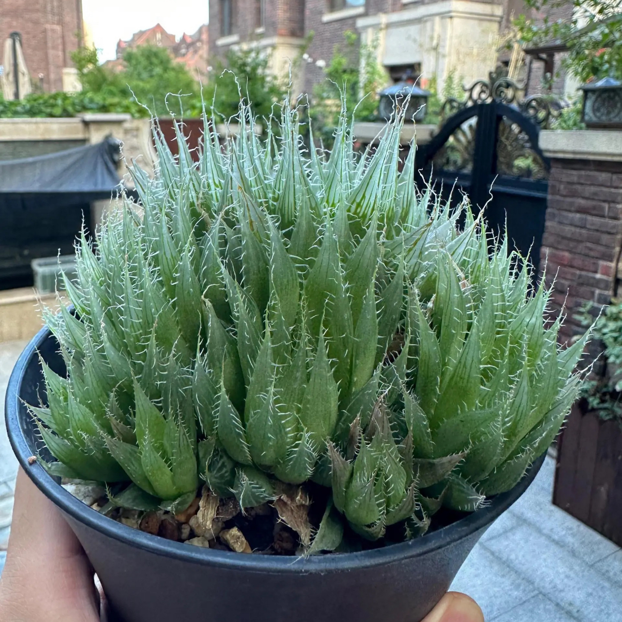 原始玉露品种,黑熊戴安娜