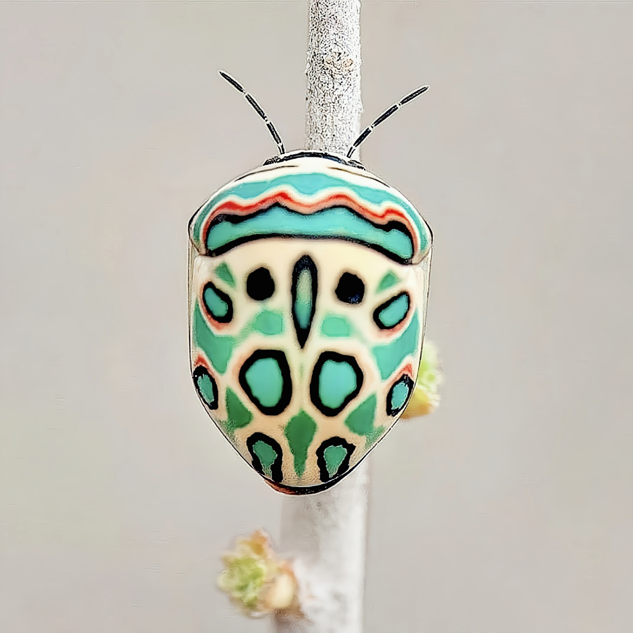 每天认识一种昆虫——毕加索盾蝽  毕加索盾蝽是半翅目,蝽科,盾蝽属