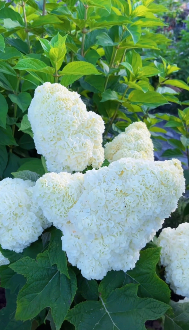 栎叶绣球"和声"开花像棉花糖一样,圆锥形花球巨大,夏天观花秋天赏叶