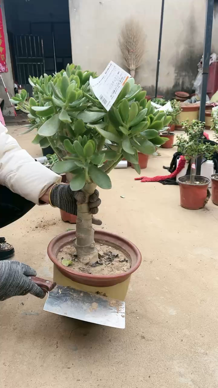 獨杆玉樹老樁