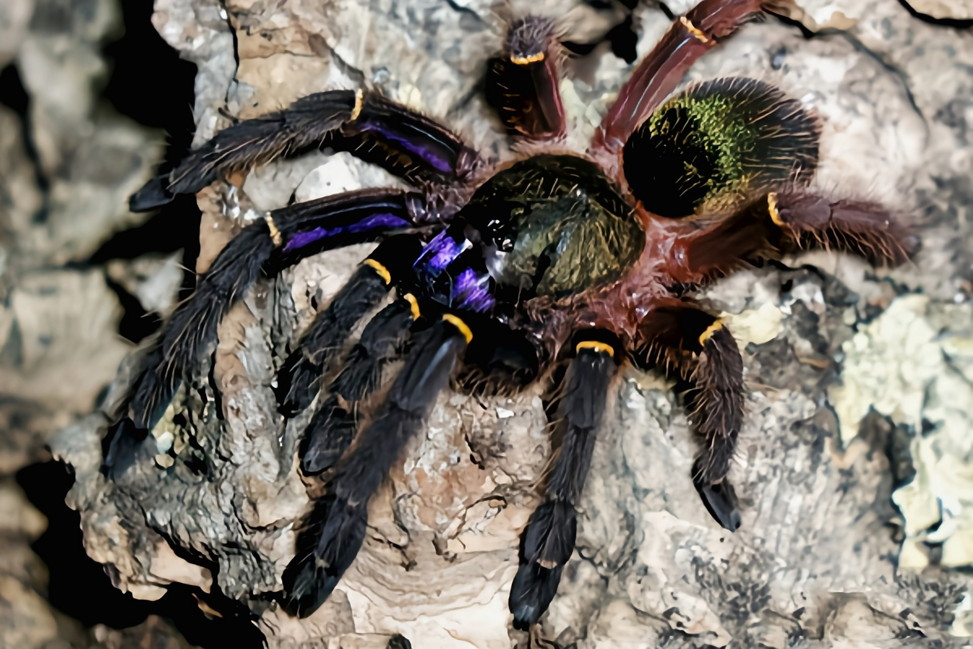 法属圭亚那蓝牙蛛 法属圭亚那蓝牙蛛又名法属新几内亚蓝牙蜘蛛,是