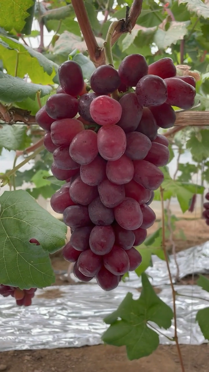 浪漫红颜葡萄苗贝达砧木嫁接挂树时间长无裂果现象果硬耐储运