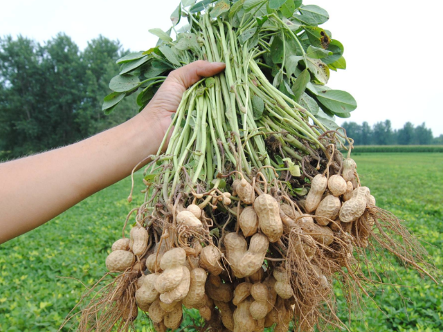 花生的花是什么颜色的呢