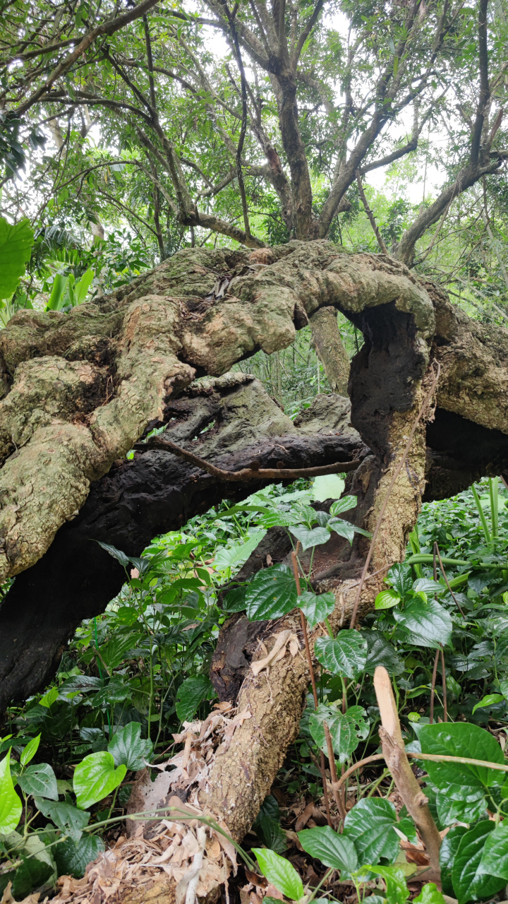 目前正是龙眼盛产期.村中双孖木龙眼母树当前仍结果.