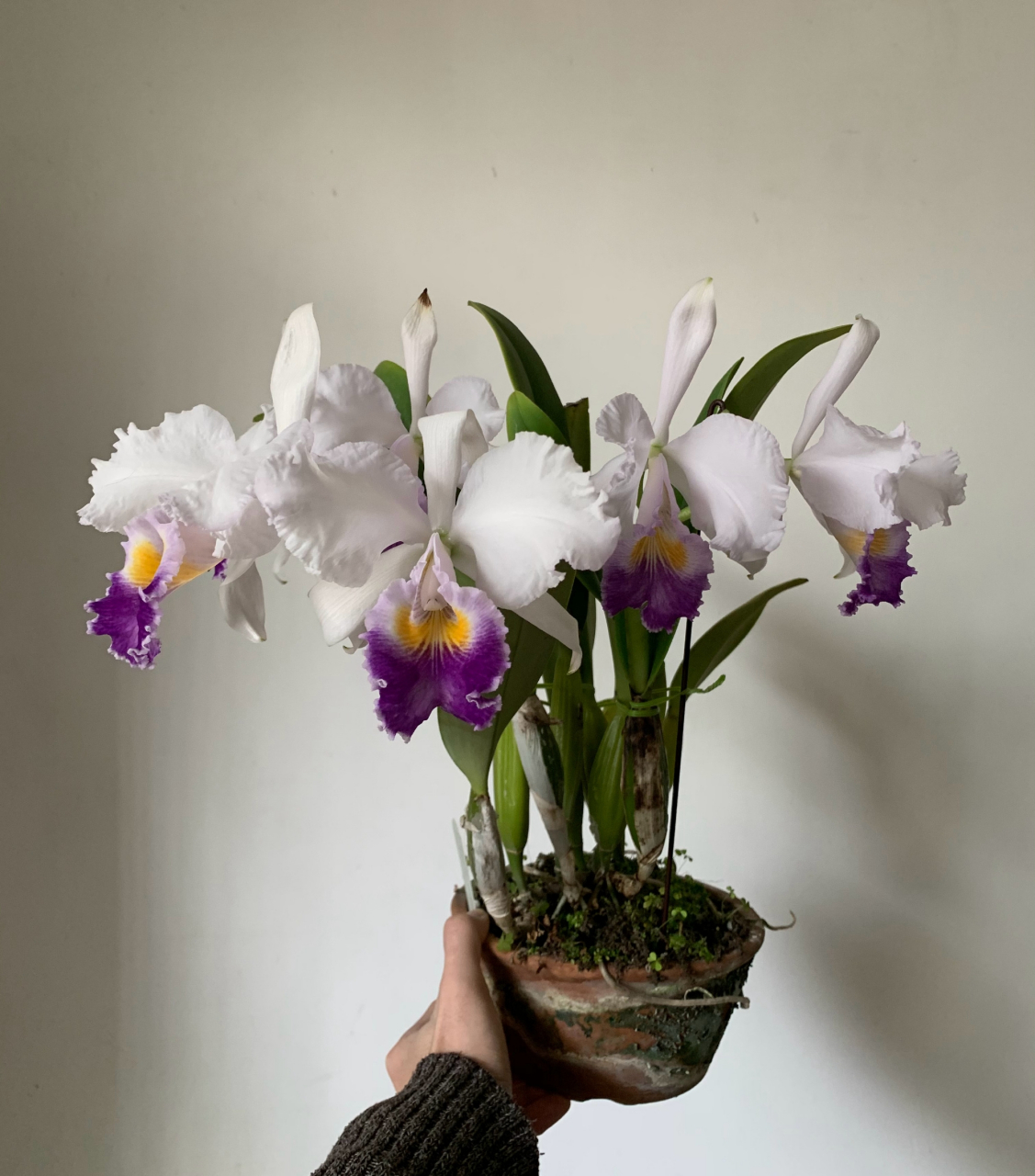 原种卡特兰蓝色特里安娜:c. trianae fma.