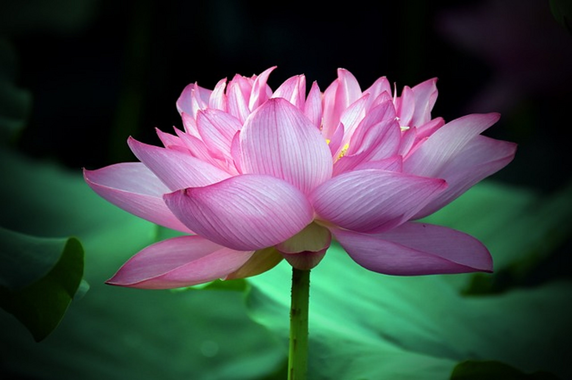 分享一组荷花摄影作品