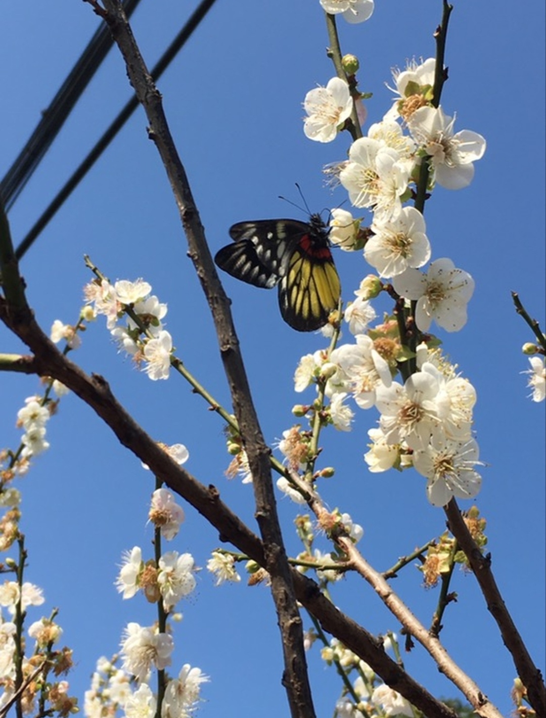 广州萝岗香雪公园的梅花盛宴将于每年冬季开启,花海的美景等你来探索!