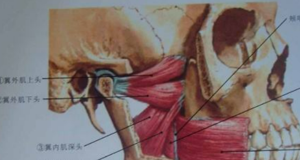 翼点的名词解释