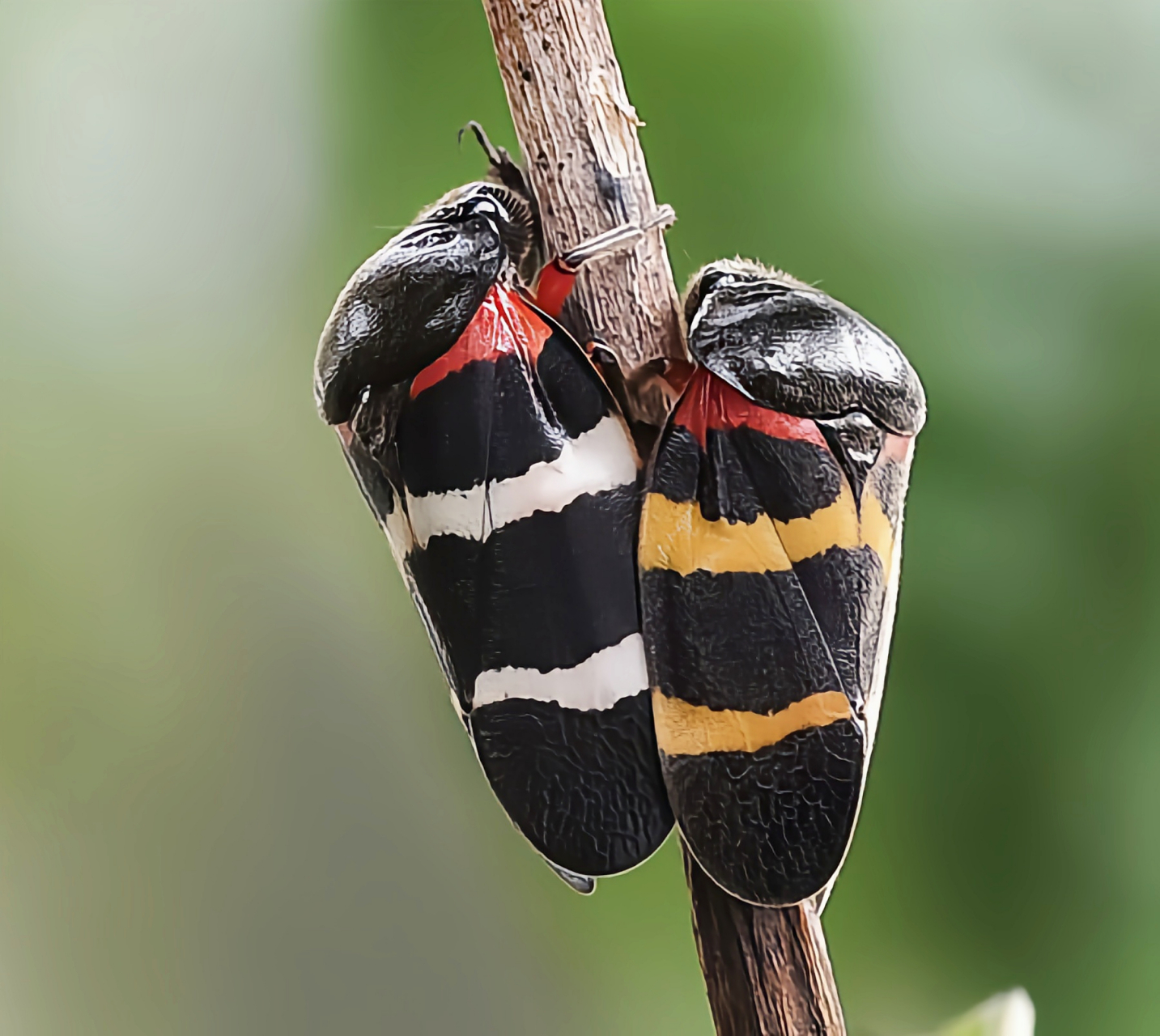每天认识一种昆虫——紫胸丽沫蝉 紫胸丽沫蝉是同翅目沫蝉科昆虫.