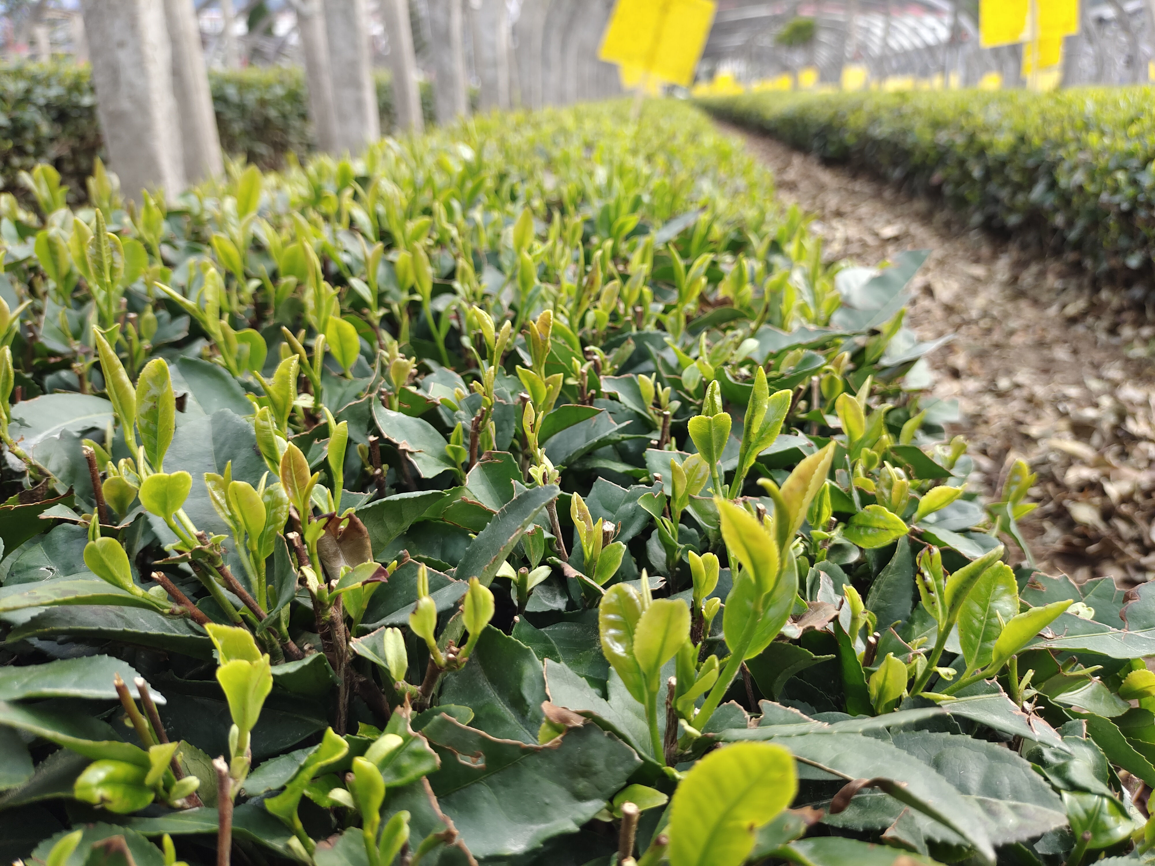 为什么越贵的崂山绿茶口感越淡呢?