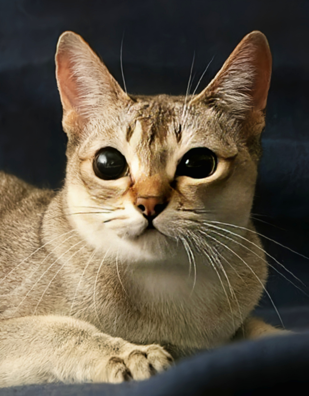 每天认识一种动物——新加坡猫 新加坡猫原产于新加坡,是世界上体形最