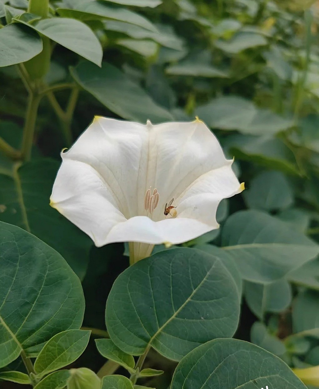 白花曼陀罗的导管图片