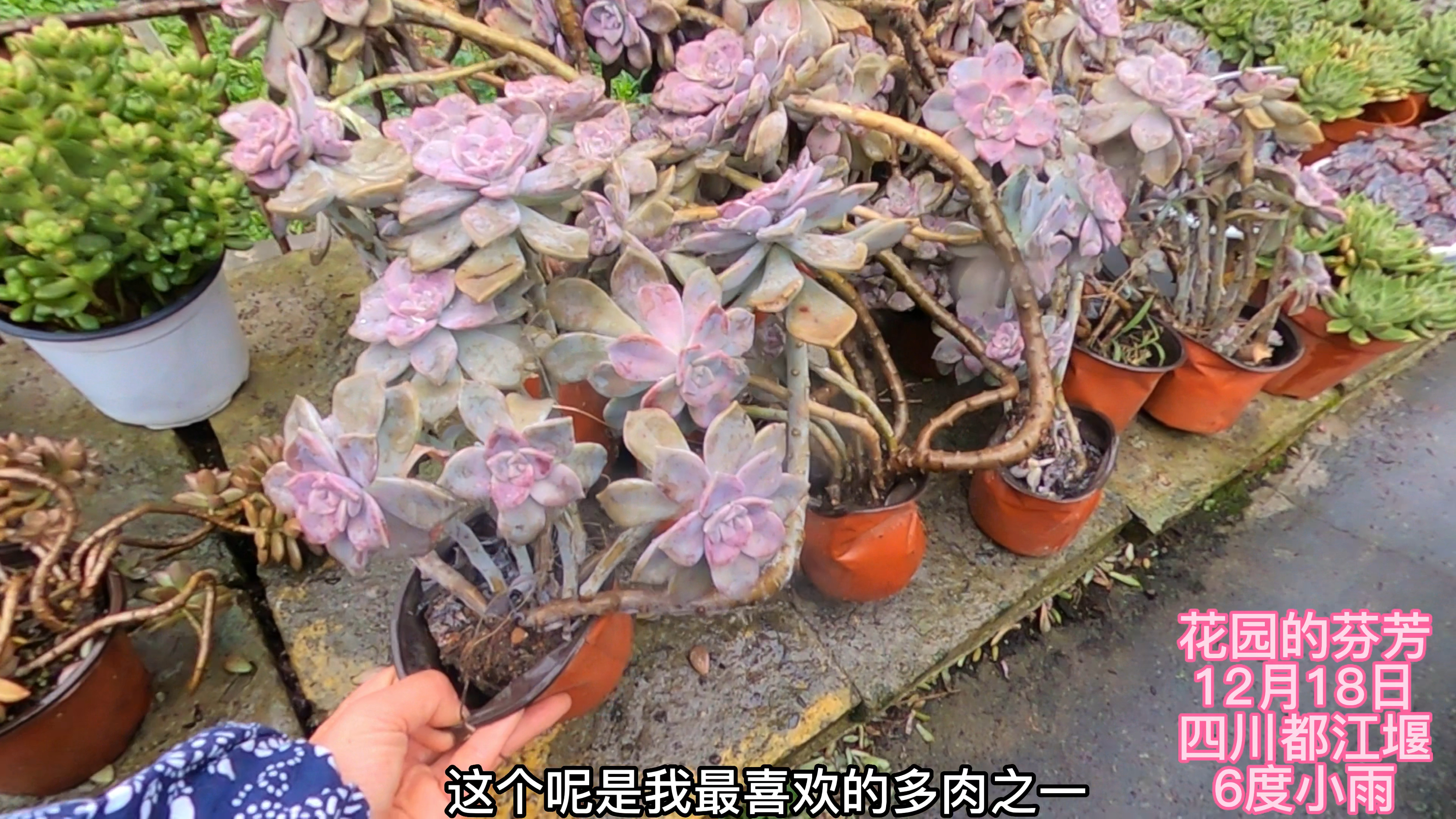 寒潮来袭,细数多肉庭院的露养多肉,看看哪些最耐冻?