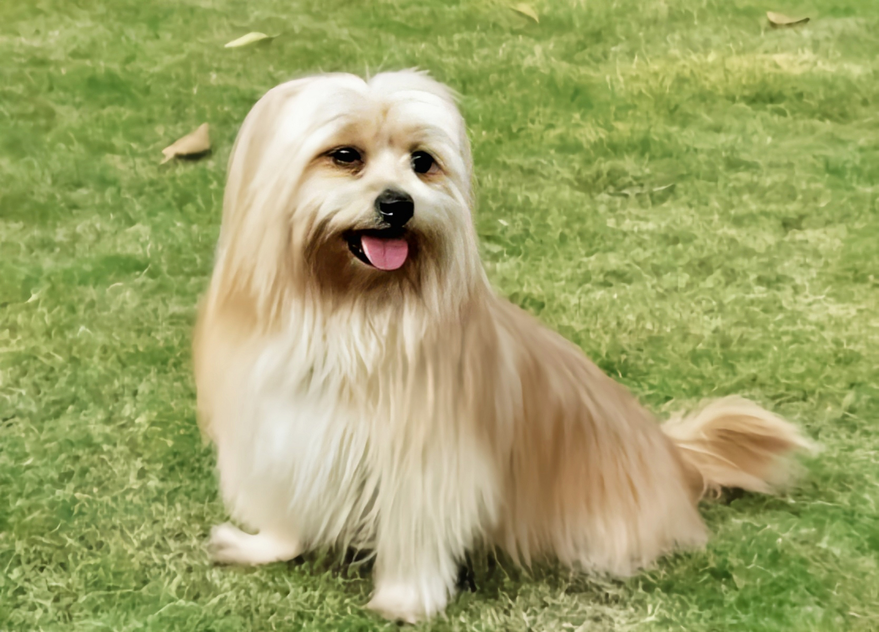 金秋图文动态创作节# 每天认识一种动物——拉萨犬 拉萨犬生活于遣刎