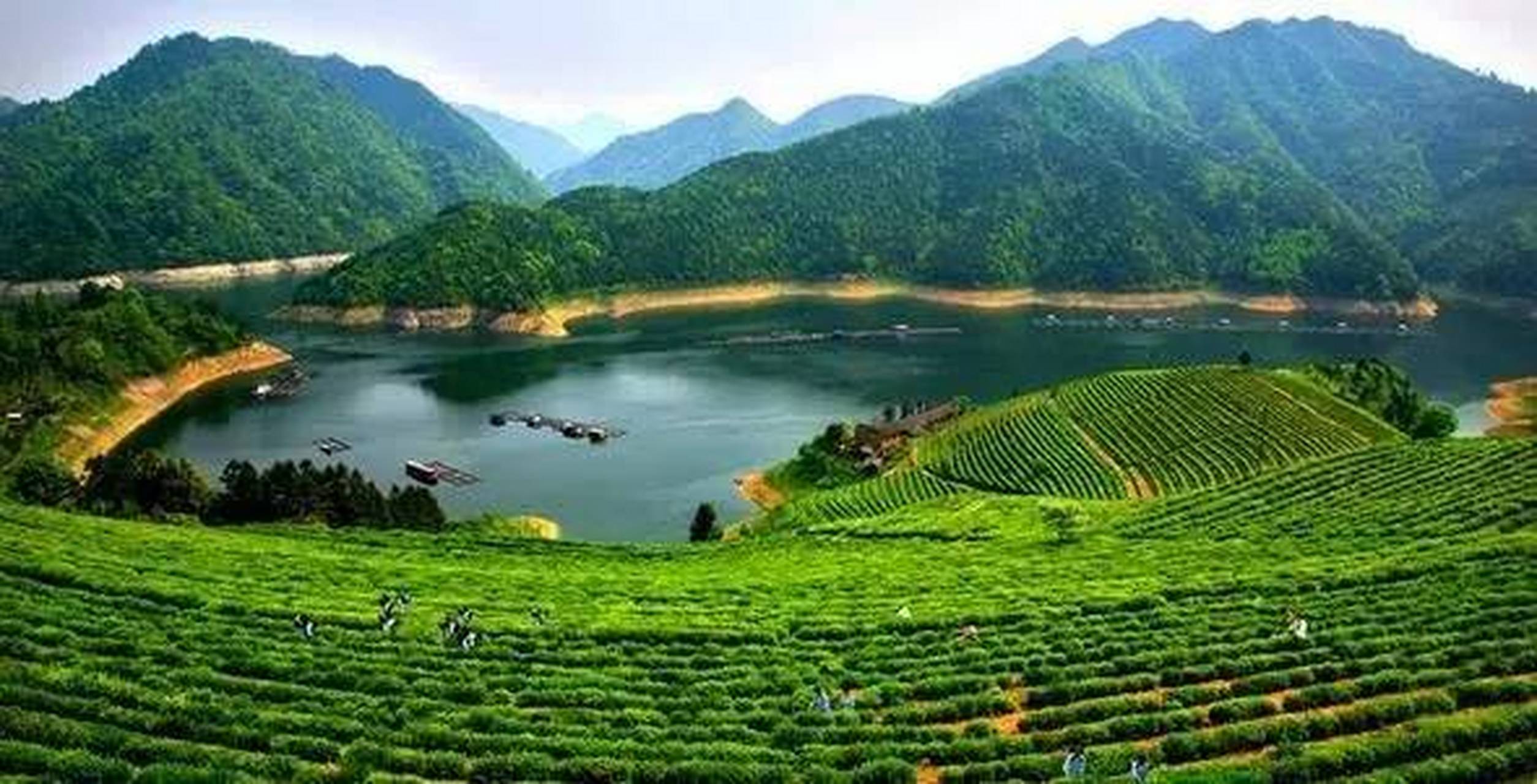 三月的君山洞庭湖畔,阳光明媚,雨量充沛,非常适合茶叶生长,家乡的银针