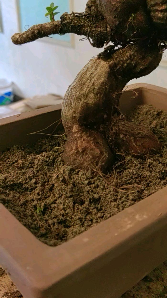 红芽米叶五翅莓