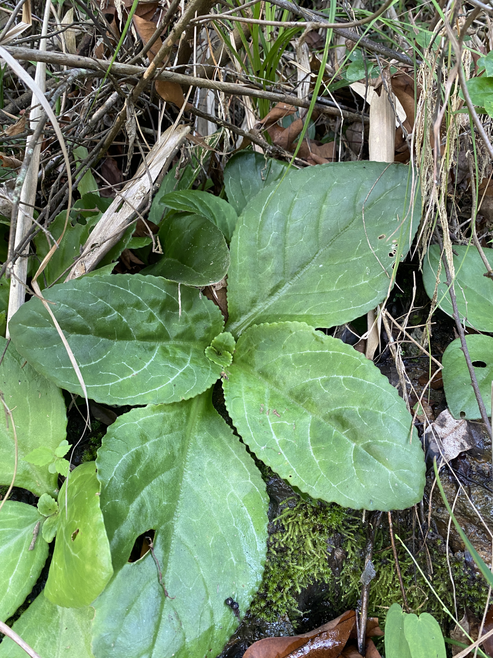 野生苦苣苔图片