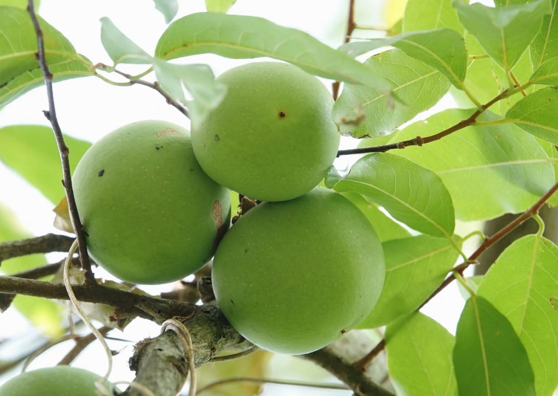 法国香杮,湛江的法国香杮是法国人从越南引种而来,故名法国香杮(原