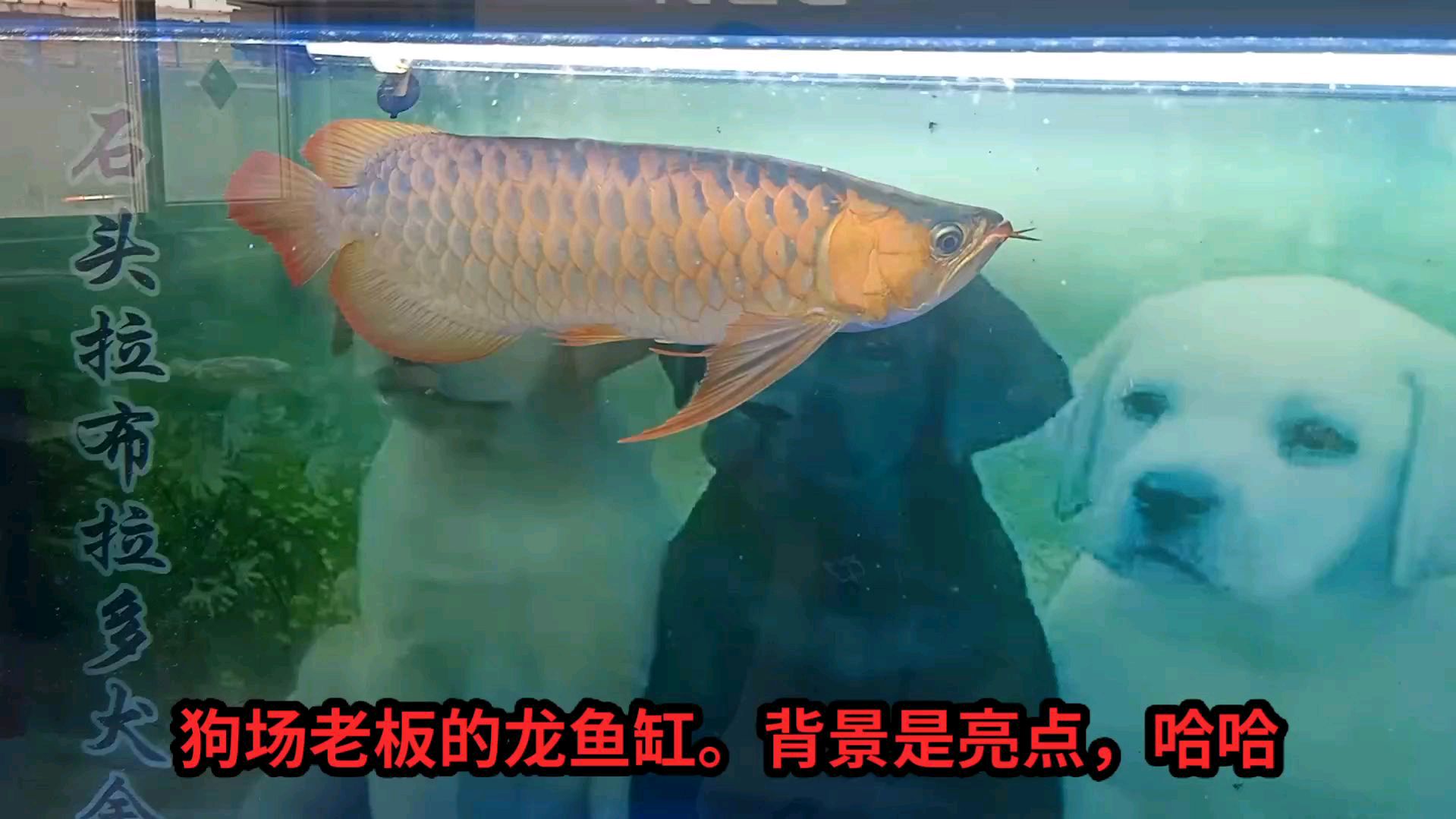 养狗场老板养的大红龙,鱼缸背景绝对是亮点