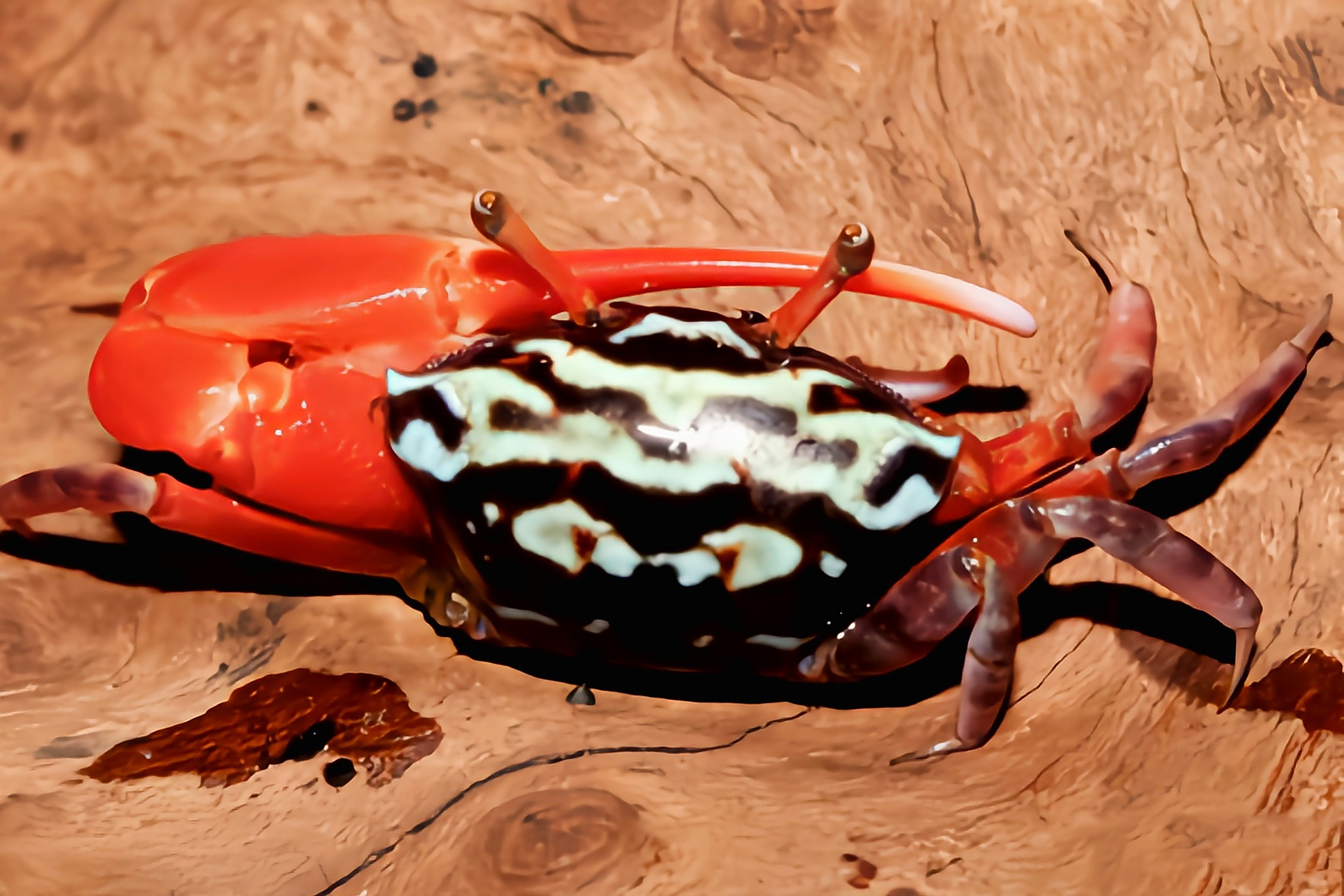 每天认识一种动物——西瓜招潮蟹 西瓜招潮蟹别名情