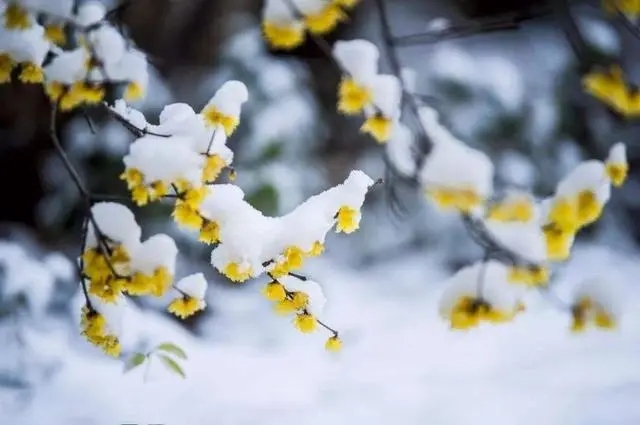 江南百景图雪落腊梅图片