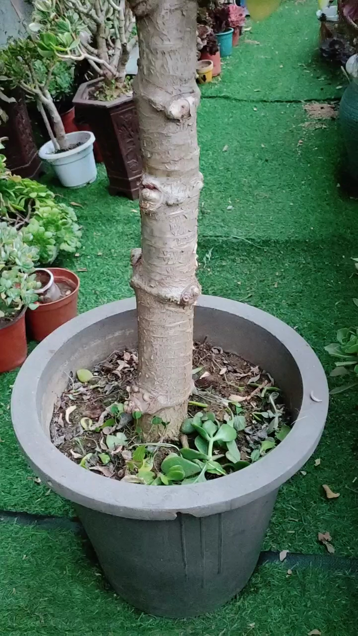 修剪高独杆老桩玉树