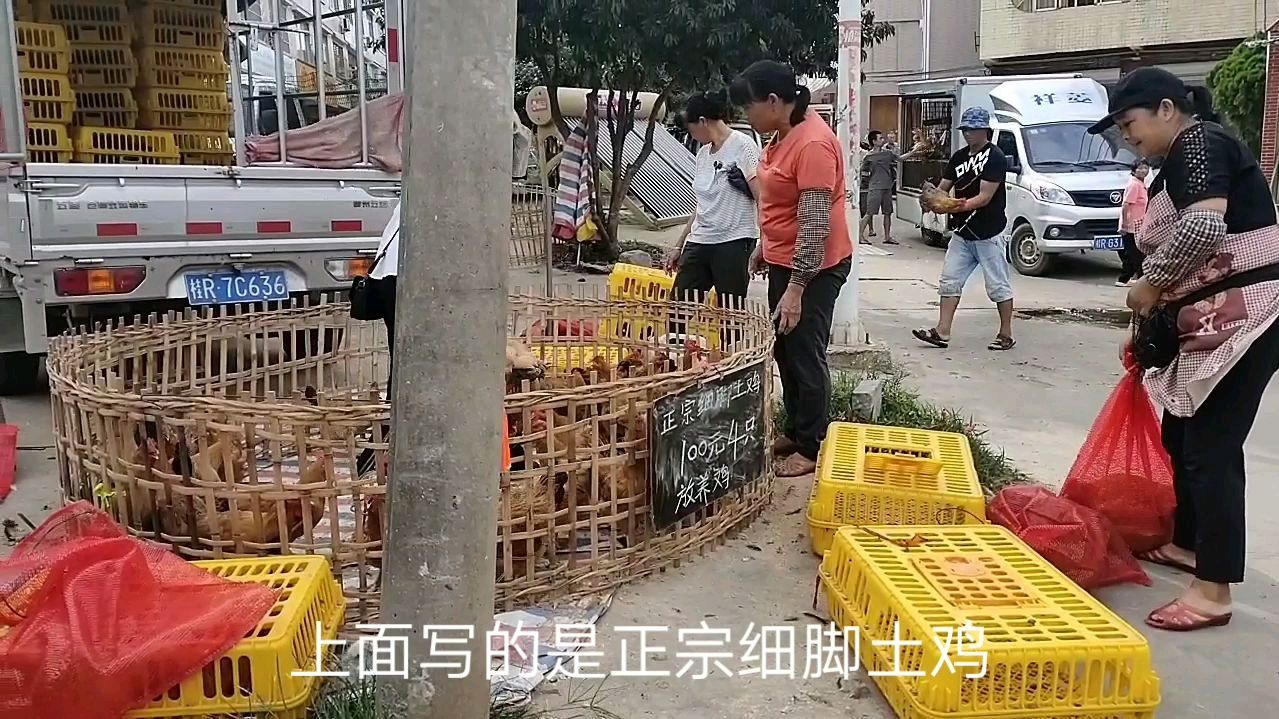 拉一车放养鸡来卖,100块4只一下子被清空了,这种鸡大家觉得怎样
