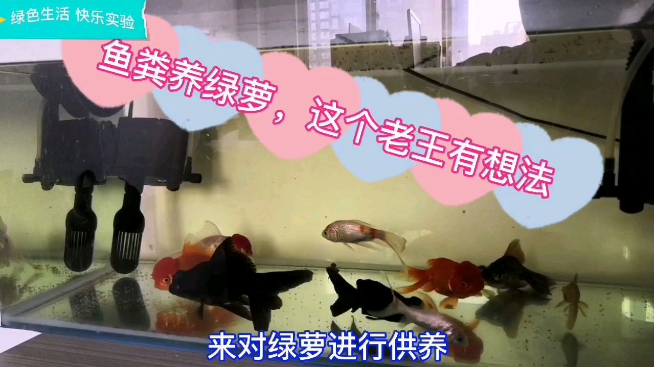 原来养这九条金鱼有说法,鱼粪把绿萝养的旺,绿植和金鱼和谐共生
