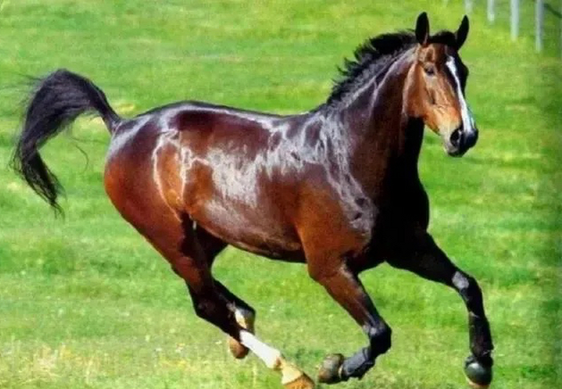 普通马搭载一人,每天只能跑300里远.