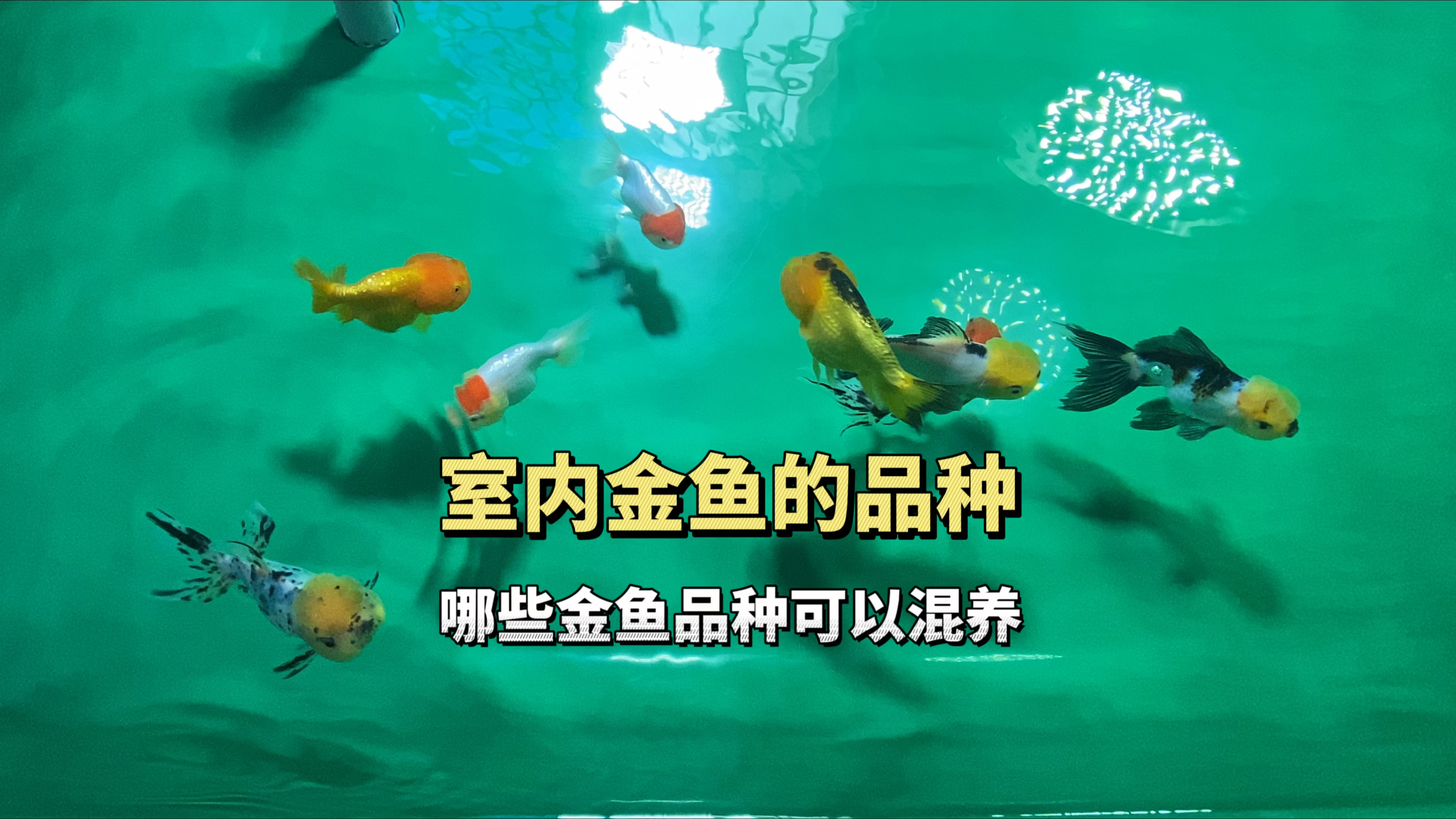 看看我屋里都养了哪些品种的金鱼,哪些品种金鱼可混养在一起?