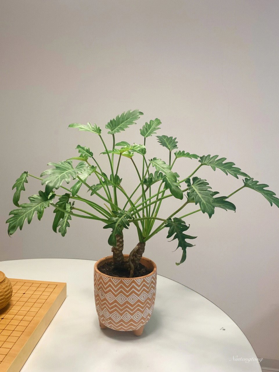 小天使蔓绿绒原产巴西,喜温暖,湿润和半阴环境.