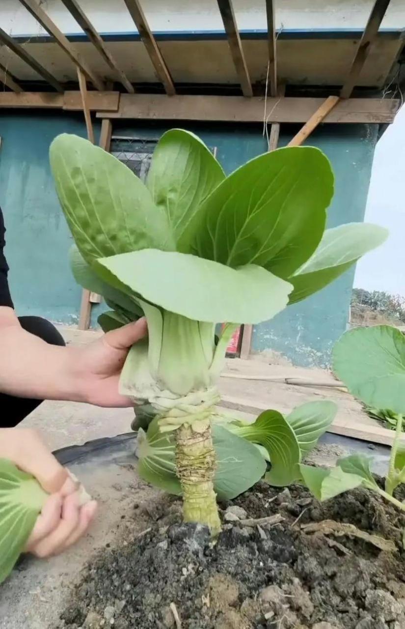 原来油菜根长的这么像莴苣[吃鲸]