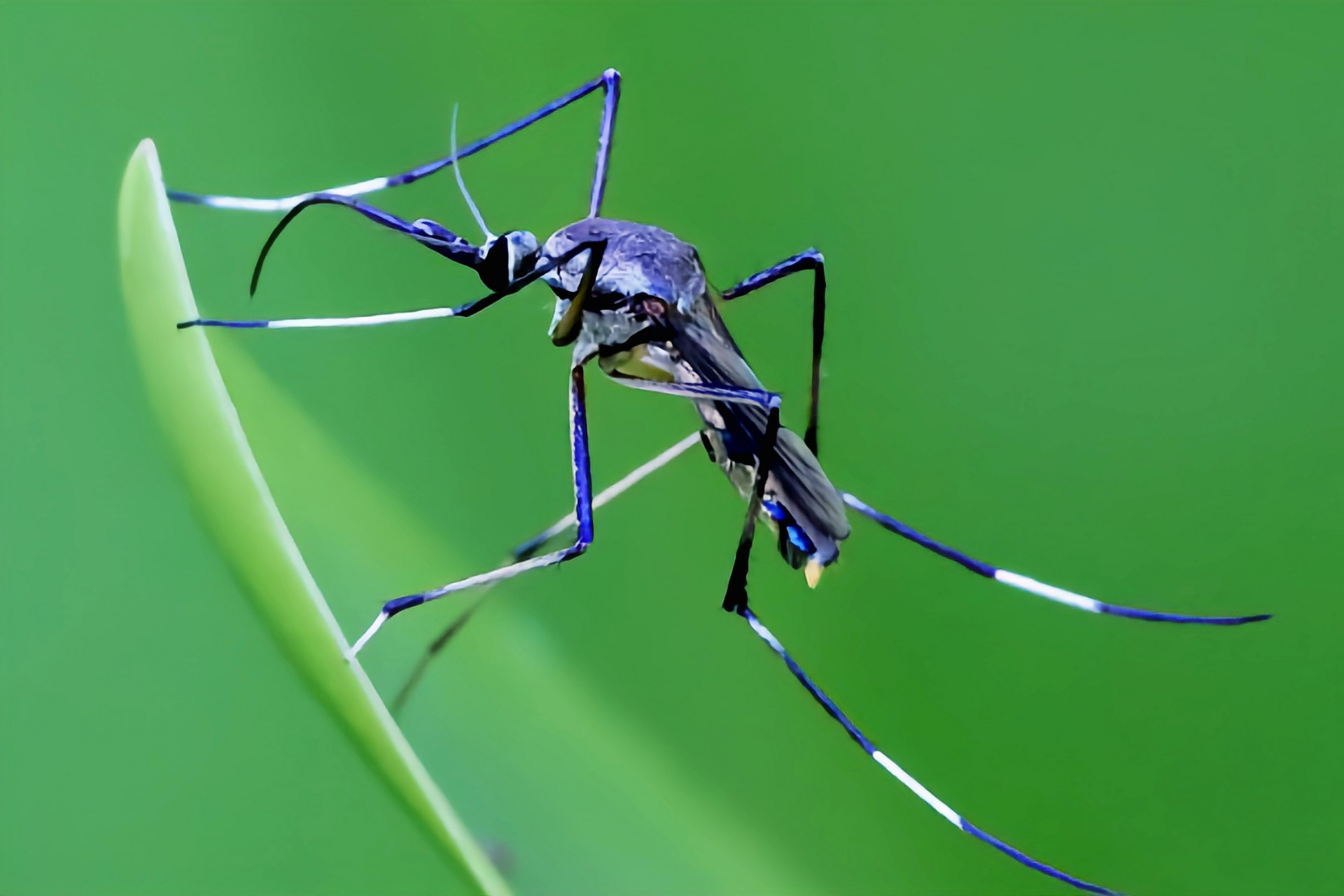 每天认识一种昆虫——华丽巨蚊 华丽巨蚊外表精美,色彩鲜艳,成蚊的