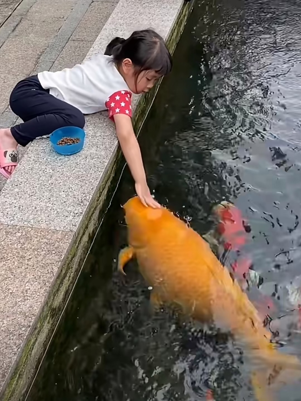 这大鲤鱼真的是胖成球了!看着还有点吓人呢#巨物恐惧症