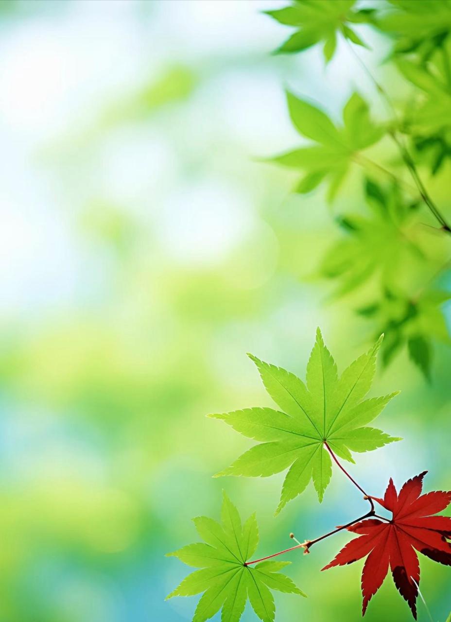 视觉美图:枫叶渐渐红了